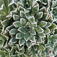 Saxifraga cochlearis 'Moondance'